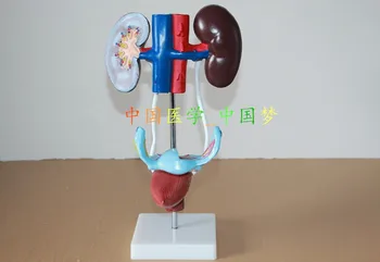 Модель женской мочевыделительной системы калечащие операции на женских половых органах урологическая медицинская обучающая модель Бесплатная доставка