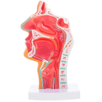 Модель полости носа ЛОР-модель Полости гортани 3D Анатомия Патология носоглотки
